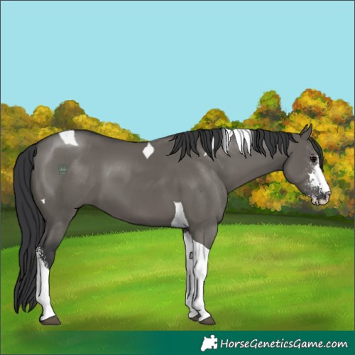 Horse Color:Grullo Sabino Tobiano