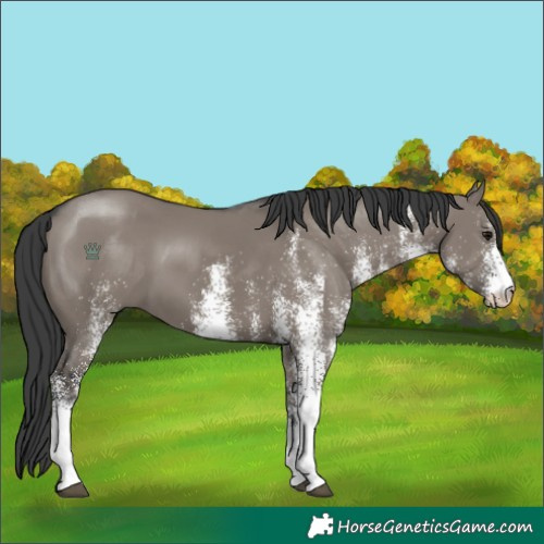Horse Color:White Spotted Grullo 