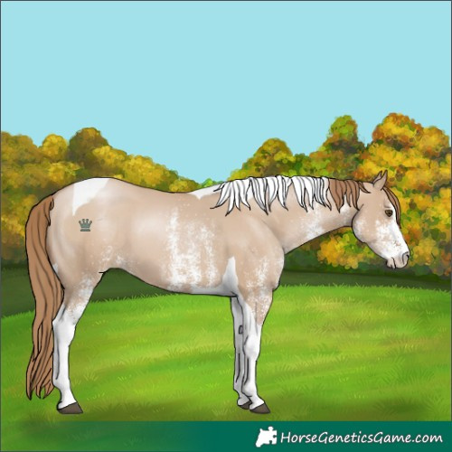 Horse Color:White Spotted Grullo Pearl Tobiano 
