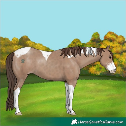 Horse Color:Classic Champagne Sabino Tobiano