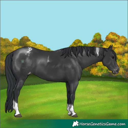 Horse Color:Black Tobiano Varnish 