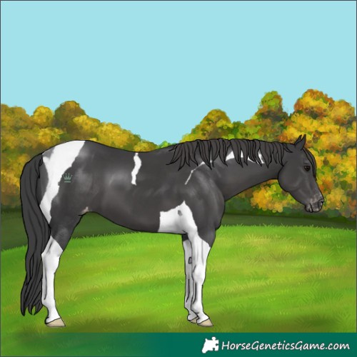 Horse Color:Black Tobiano Varnish 