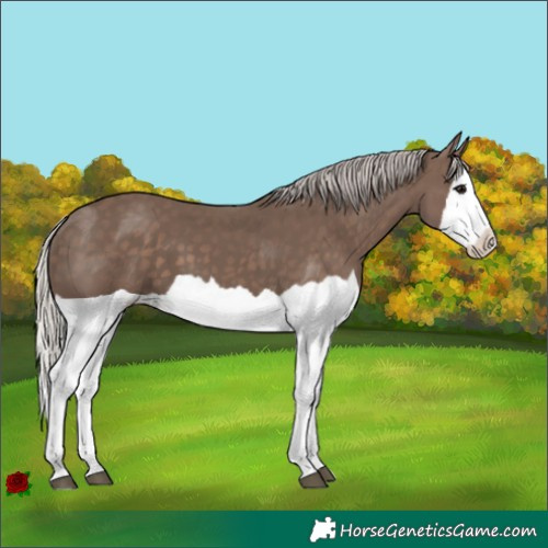 Horse Color:Silver Black Splash 