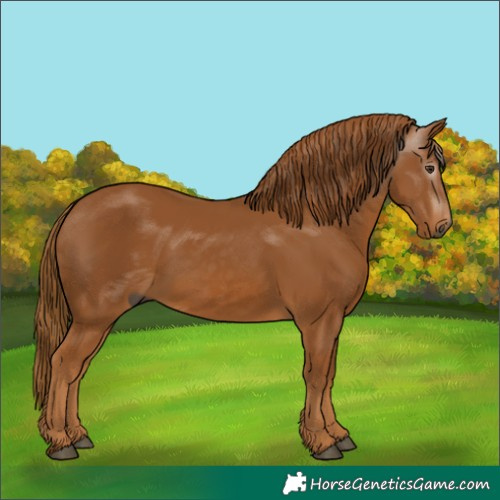 Horse Color:Gray Chestnut
