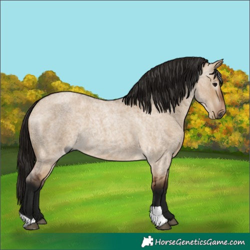 Horse Color:Gray Bay Roan Dun