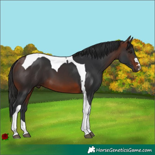 Horse Color:Brown Tobiano