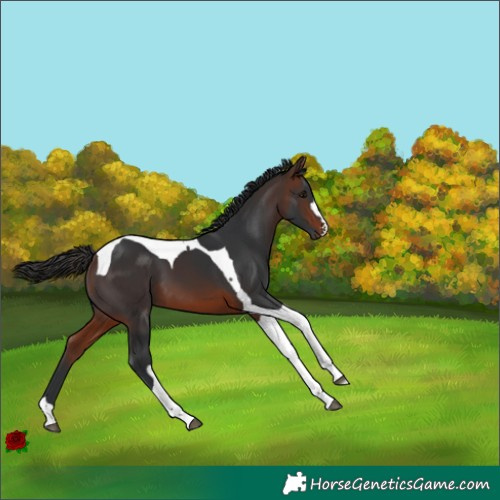 Horse Color:Brown Tobiano