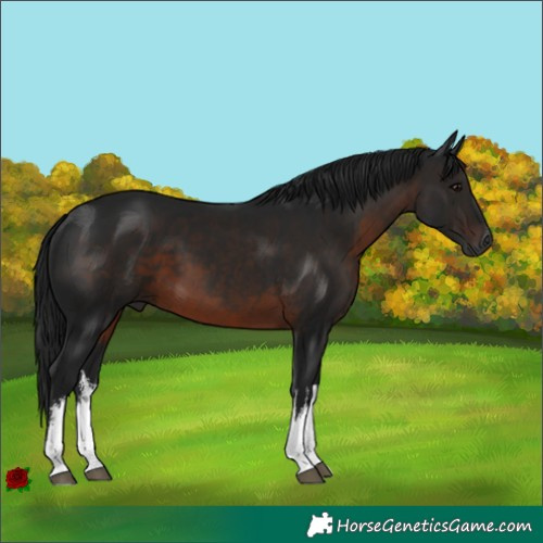 Horse Color:Gray White Spotted Brown Tobiano 