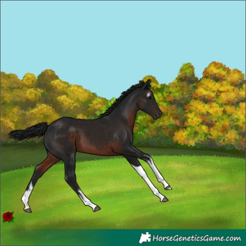 Horse Color:Gray White Spotted Brown Tobiano 