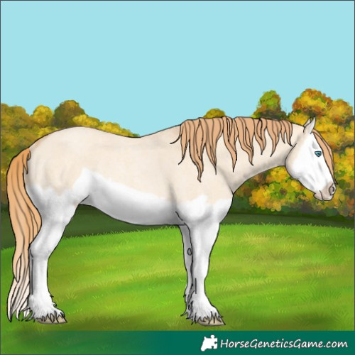 Horse Color:Gold Champagne Roan Dun Splash Frame Rabicano 