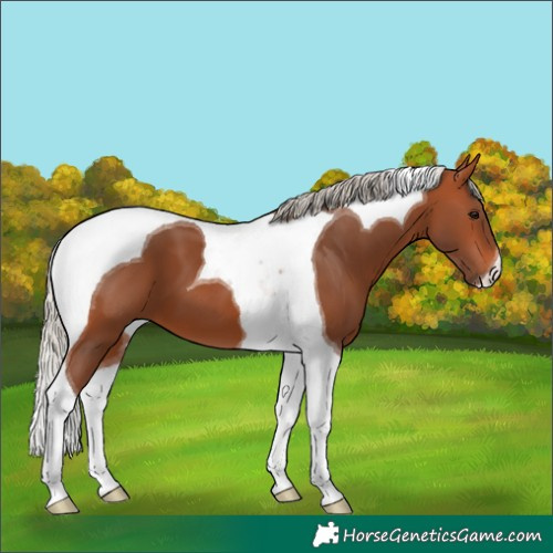 Horse Color:Silver Bay Tobiano 