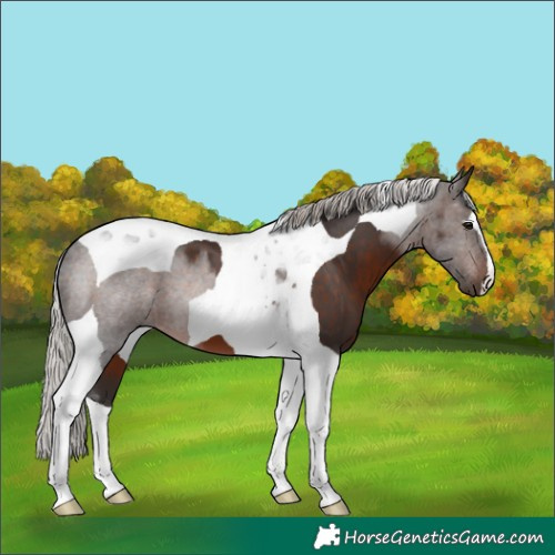 Horse Color:Silver Brown Tobiano