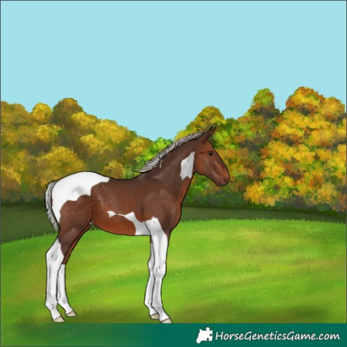 Horse Color:Silver Brown Tobiano