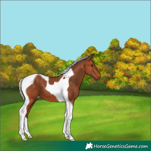 Horse Color:Silver Bay Tobiano 