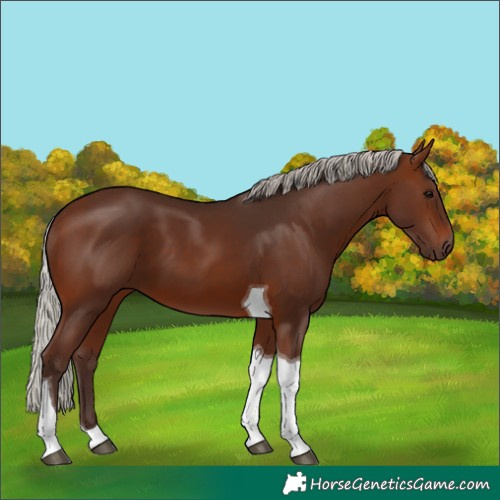 Horse Color:Silver Brown Tobiano