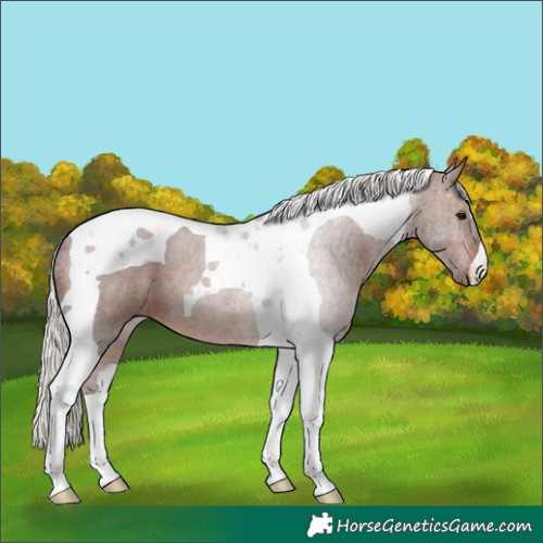 Horse Color:Silver Bay Tobiano