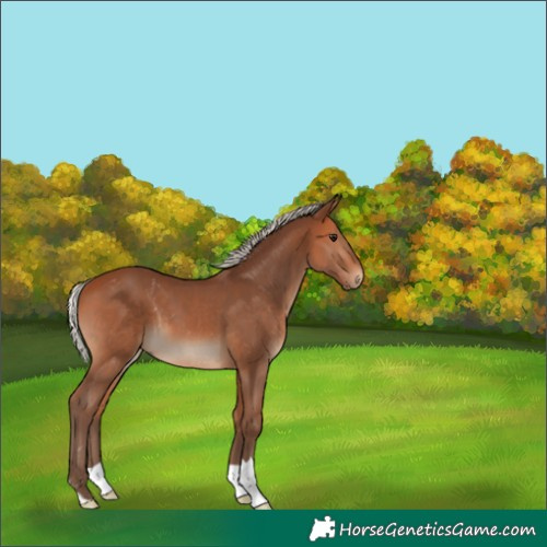 Horse Color:Silver Bay 