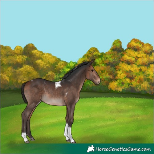 Horse Color:Bay Tobiano 