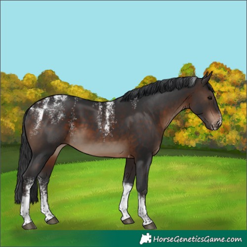 Horse Color:Powder White Brown Tobiano 