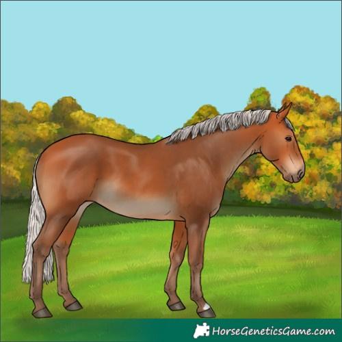 Horse Color:Silver Bay 