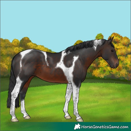 Horse Color:Brown Tobiano