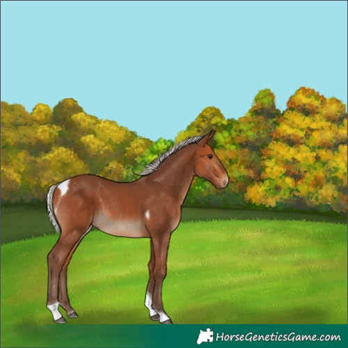 Horse Color:Silver Bay Tobiano 