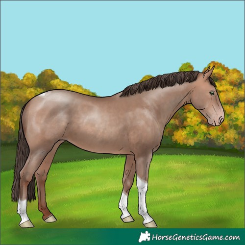 Horse Color:Amber Champagne Tobiano 