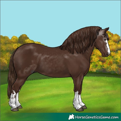 Horse Color:Gray Chestnut