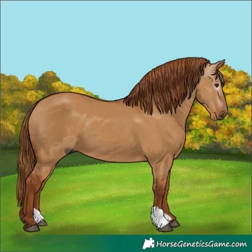 Horse Color:Gray Red Dun 