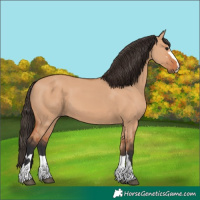 Horse Color:Bay Dun