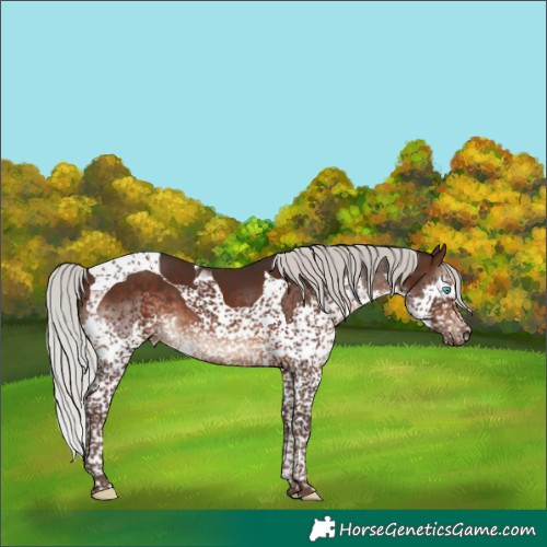 Horse Color:Silver Brown Splash Tobiano