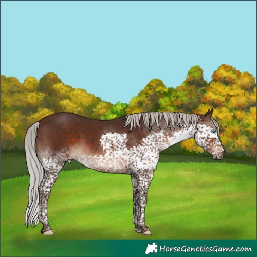 Horse Color:Silver Brown Splash Tobiano