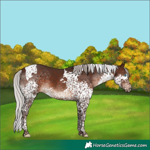 Horse Color:Silver Brown Splash Tobiano 