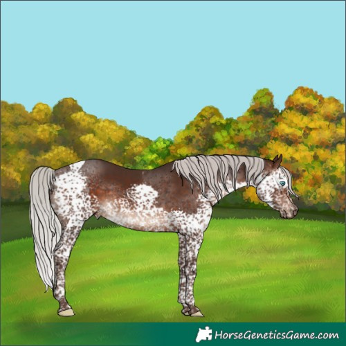 Horse Color:Silver Brown Splash Tobiano