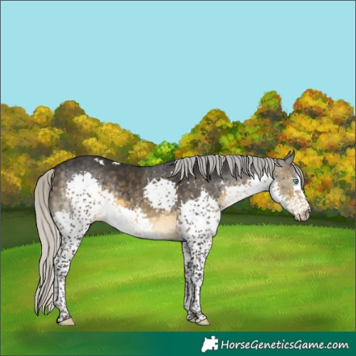 Horse Color:White Spotted Silver Buckskin Splash Tobiano 