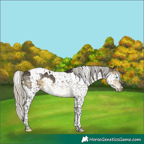 Horse Color:White Spotted Silver Buckskin Splash Tobiano