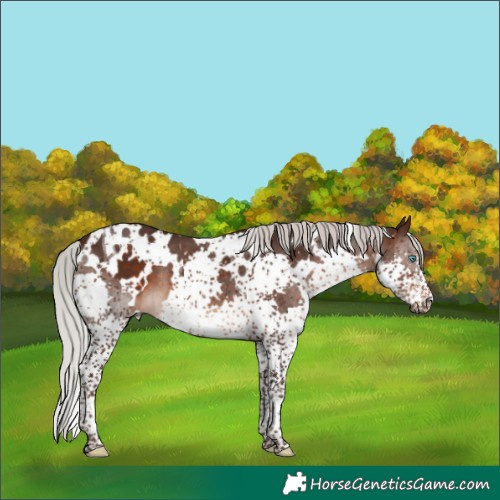 Horse Color:White Spotted Silver Brown Splash Tobiano