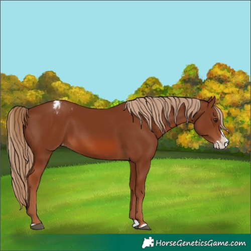 Horse Color:Chestnut Splash Varnish