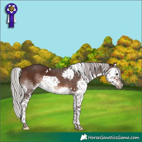 Horse Color:White Spotted Silver Brown Splash Tobiano