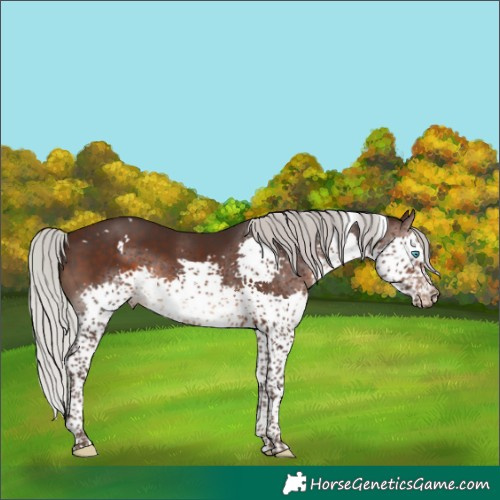 Horse Color:White Spotted Silver Brown Splash Tobiano 