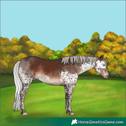 Horse Color:Silver Brown Splash Tobiano