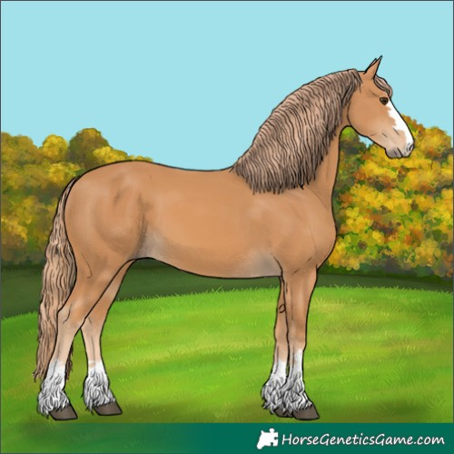 Horse Color:Unknown 