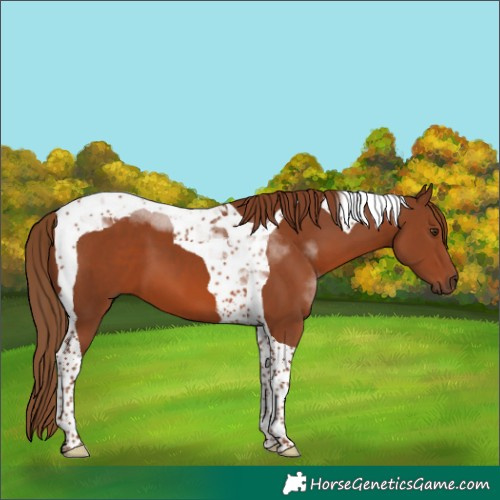 Horse Color:Chestnut Tobiano 
