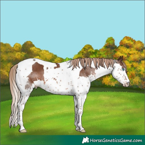 Horse Color:Liver Chestnut Splash Tobiano