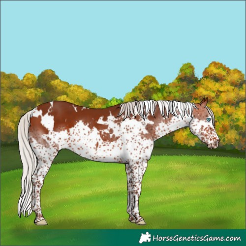 Horse Color:White Spotted Silver Bay Splash Tobiano