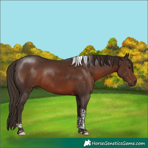 Horse Color:Liver Chestnut Tobiano Rabicano