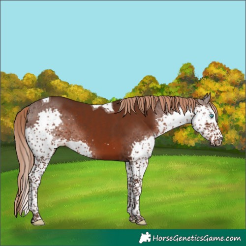 Horse Color:Liver Chestnut Splash Tobiano Rabicano