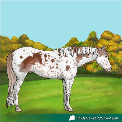 Horse Color:Liver Chestnut Splash Tobiano