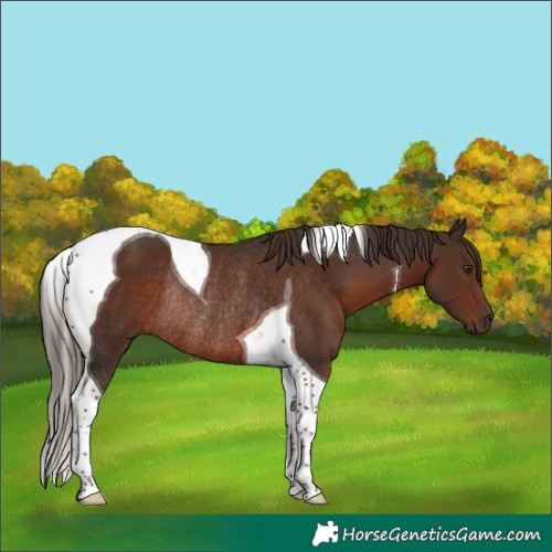 Horse Color:Liver Chestnut Tobiano Rabicano