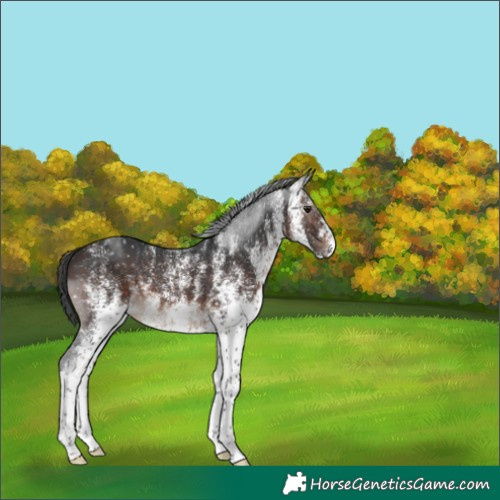 Horse Color:White Spotted Brown Mushroom Appaloosa 
